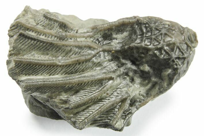 Fossil Crinoid (Pycnocrinus) - Indiana #269777